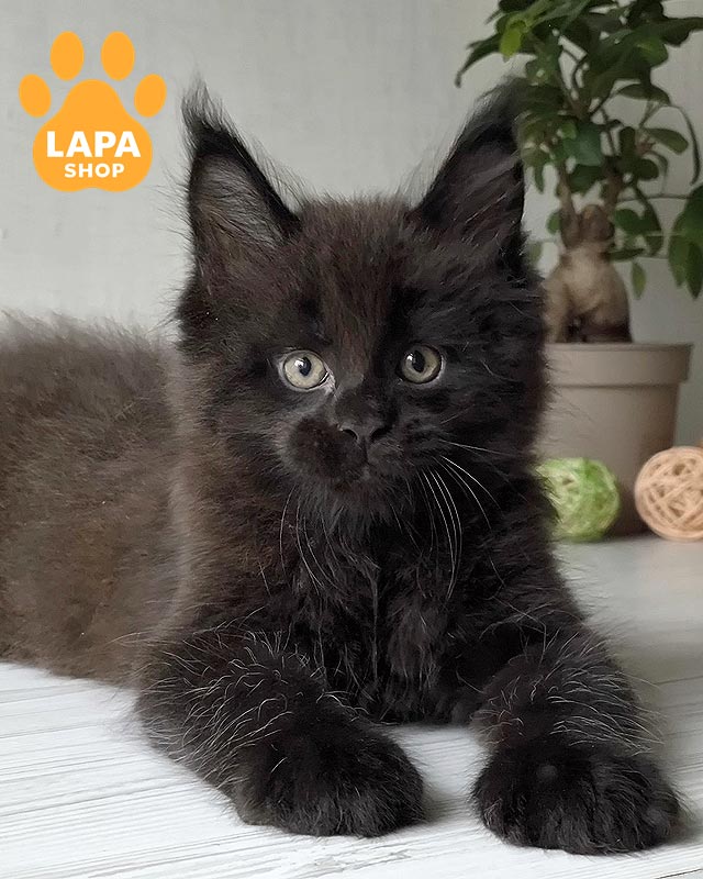 чорний мейн-кун