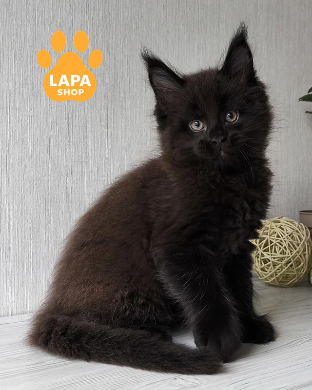 черный мейн-кун