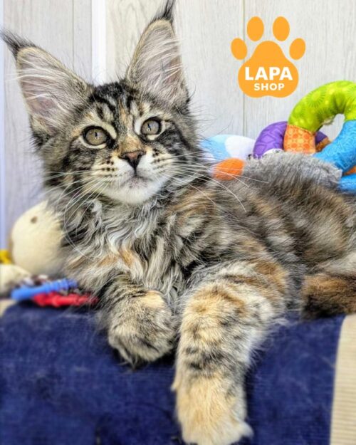 черепахово-мармурова кішка мейн-кун