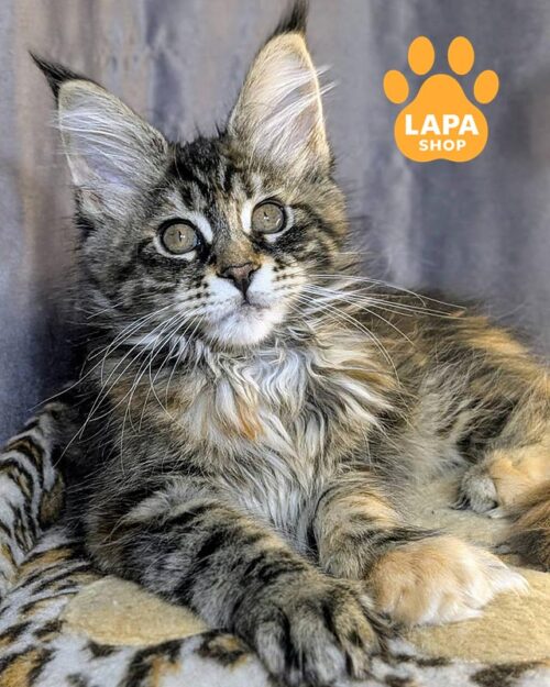 Exotic Shorthair Kitten Tortoiseshell Kitten For Sale Near Me Cat