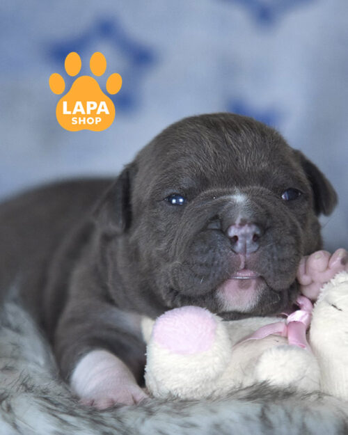 американський стаффордширський терʼєр