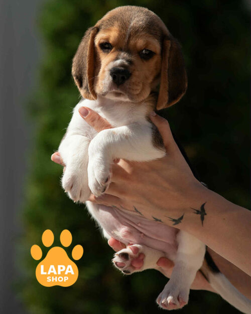 триколорний бігль