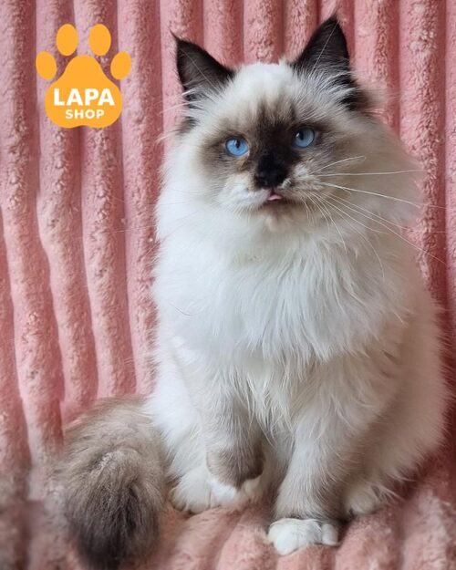 невський маскарадний кіт