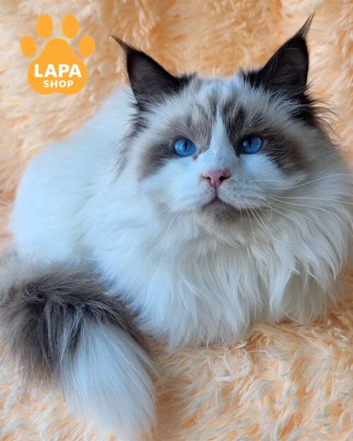 невський маскарадний котик