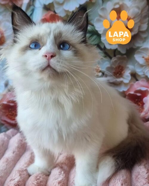 невський маскарадний котик