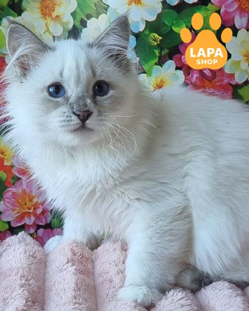 невский маскарадный котенок