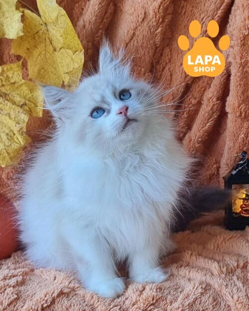 невське маскарадне кошеня