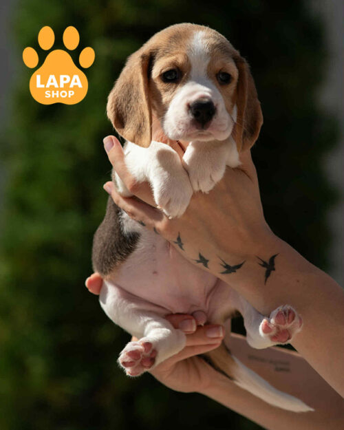 триколорний бігль