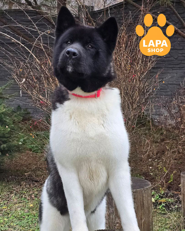 чорно-біла американська акіта