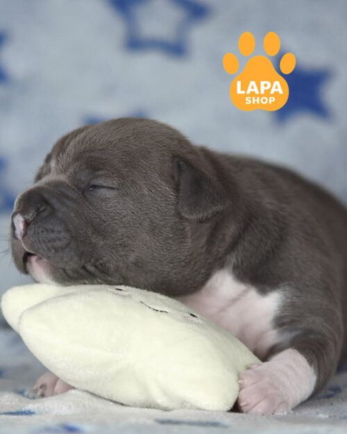 американський стаффордширський терʼєр