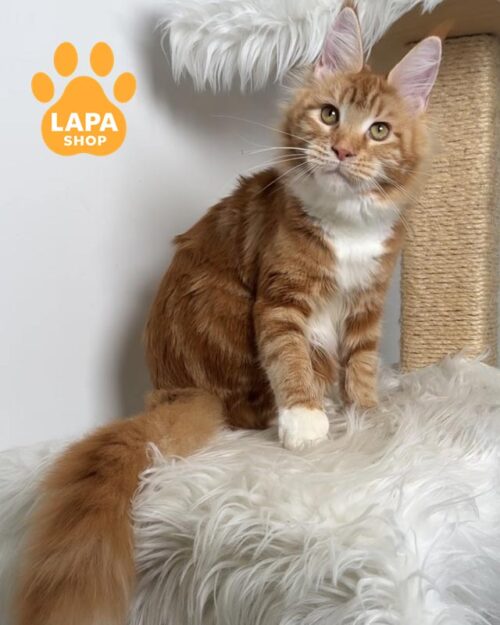 червоний мармуровий мейн-кун