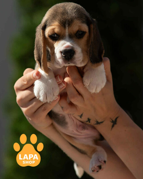 триколорний бігль