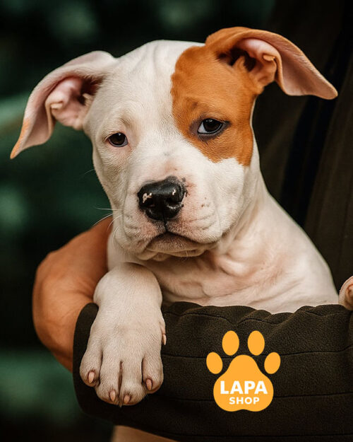 блакитно палевий американський стаффордширський терʼєр