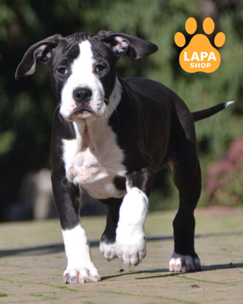 чорно-білий американський стаффордширський терʼєр