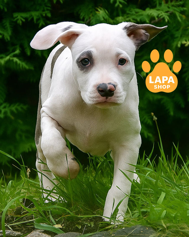 блакитно-білий американський стаффордширський терʼєр