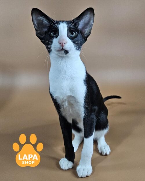 чорно-білий орієнтал