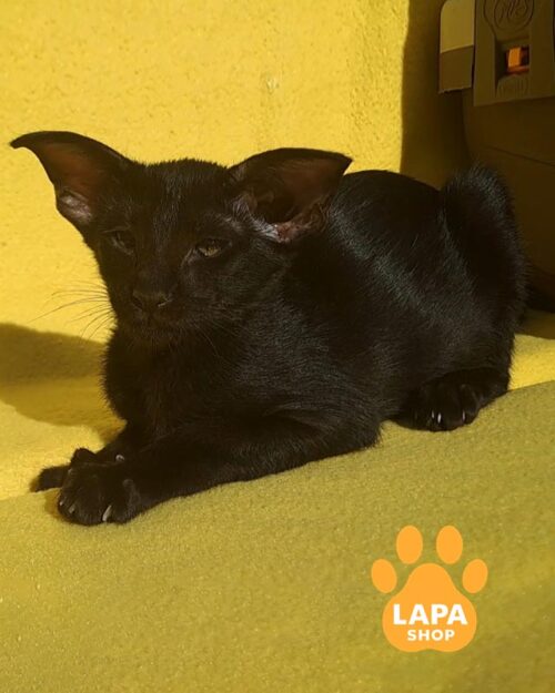 чорна орієнтальна кішка