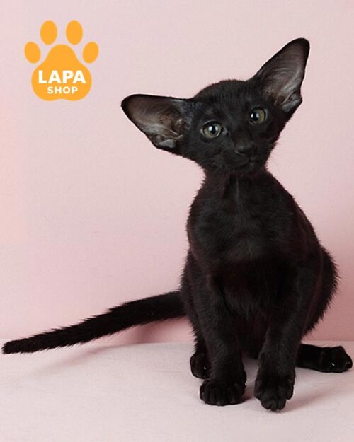 черная ориентальная кошка