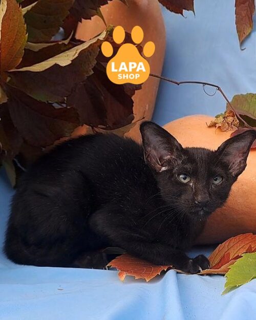 черная ориентальная кошка