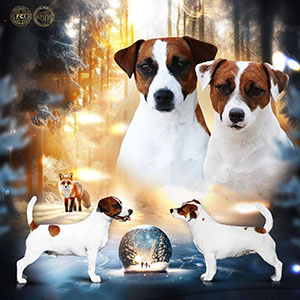 Чарівний біло-рудий хлопчик Sabih породи джек-рассел-тер'єр parents 11