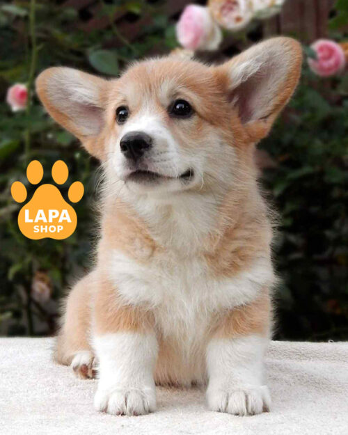 рыже-белый вельш корги пемброк