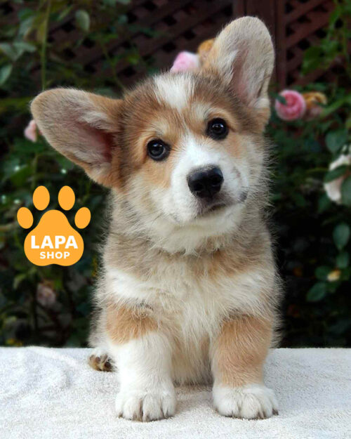 рыже-белый вельш корги пемброк