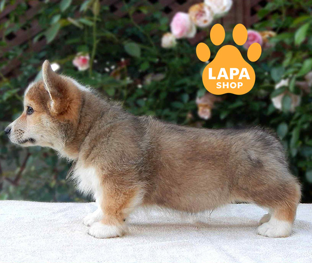 Pembroke-Welsh-Corgi-02