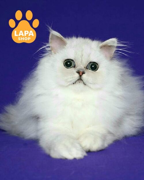 срібляста перська кішка