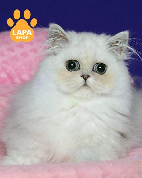 срібляста перська кішка