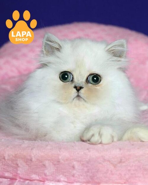 серебристая персидская кошка