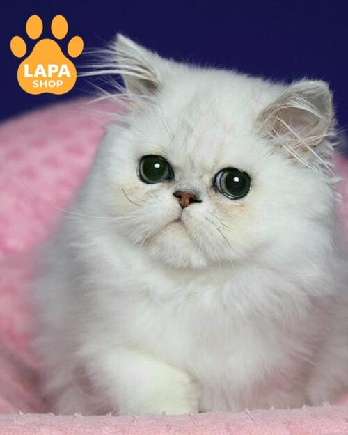 срібляста перська кішка