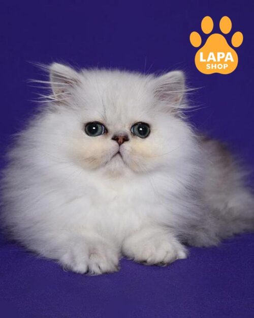 серебристая персидская кошка