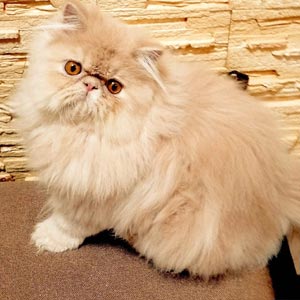 Веста - изысканная персидская кошечка черепахового окраса per dad