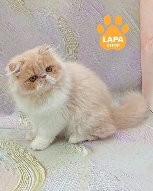 кремова перська кішка