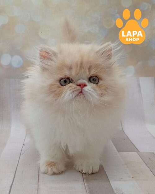 кремова перська кішка