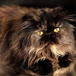 Fanta is a Fluffy Persian Beauty in a Bright Fur Coat per mom 1