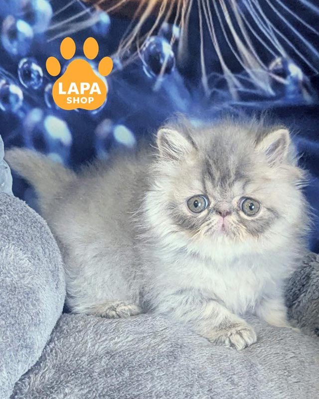 блакитний перс