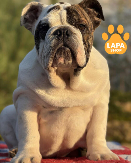 біло-тигровий англійський бульдог