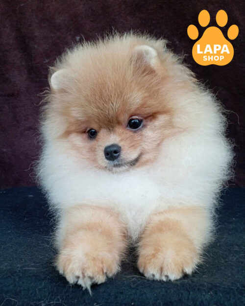 оранжевий померанський шпіц