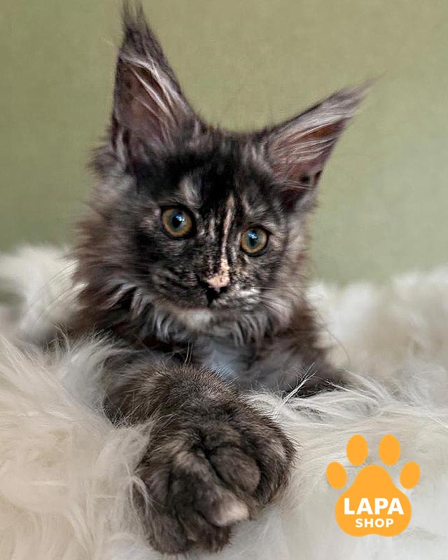 кішка мейн-кун полідакт