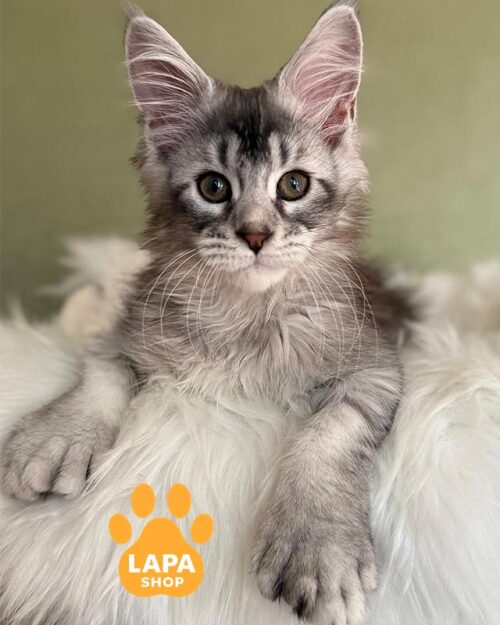 мейн-кун полідакт