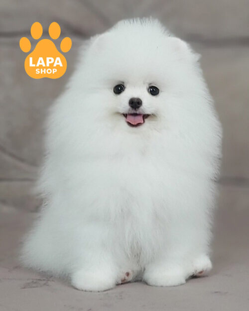 Остін — білий красень породи померанський шпіц