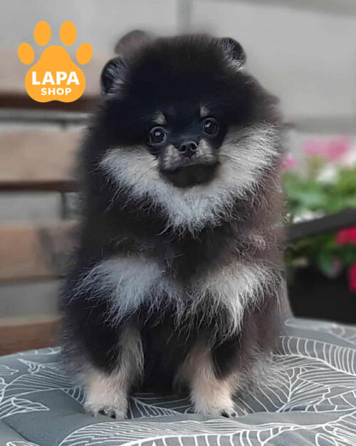 черный подпалый померанский шпиц
