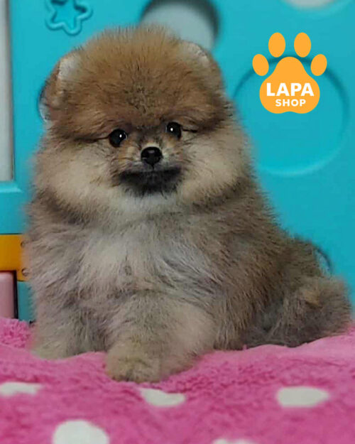 Чарівна красуня породи померанський шпіц