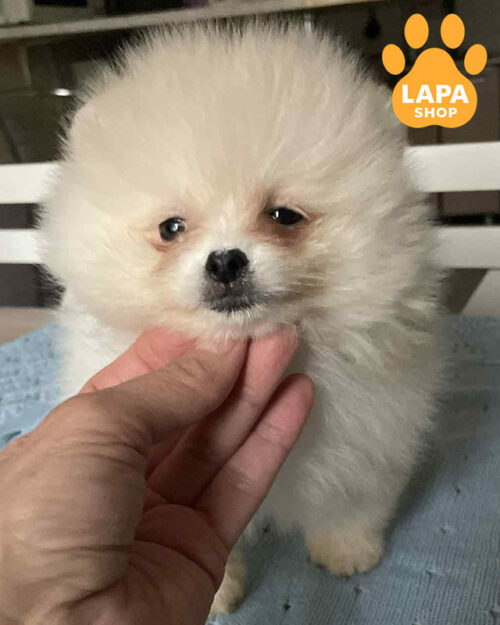 white Pomeranian