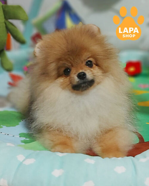 померанський шпіц забарвлення оранж