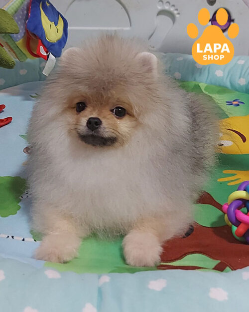 померанський шпіц забарвлення крем соболь