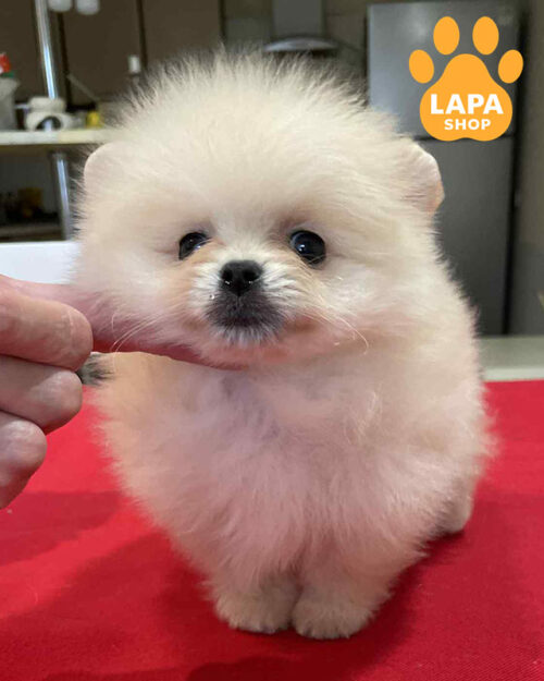 cream Pomeranian