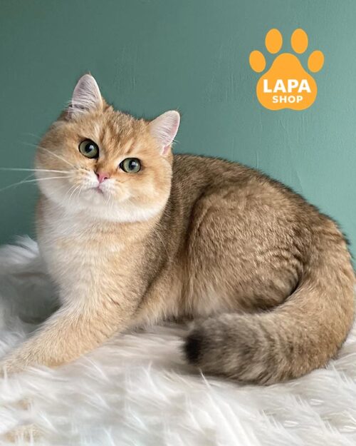 золота шотландка