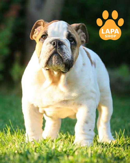 біло-рудий англійський бульдог